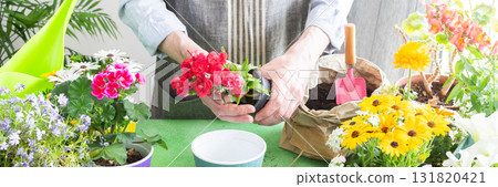 Spring balcony scene with a gardener arranging colorful carnation in pots, set against a green leafy backdrop, emphasizing home gardening, care and a joyful hobby atmosphere, banner Spring balcony scene with a gardener arranging colorful carnation in pots, set against a green leafy backdrop, emphasizing home gardening, care and a joyful hobby atmosphere, banner 131820421