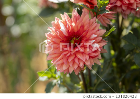 Dahlia flower close-up Dahlia flower close-up 131820428