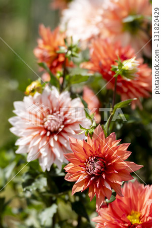 Dahlia flower close-up Dahlia flower close-up 131820429
