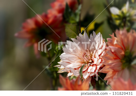 大麗花花特寫 131820431