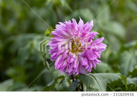 Dahlia flower close-up 131820438