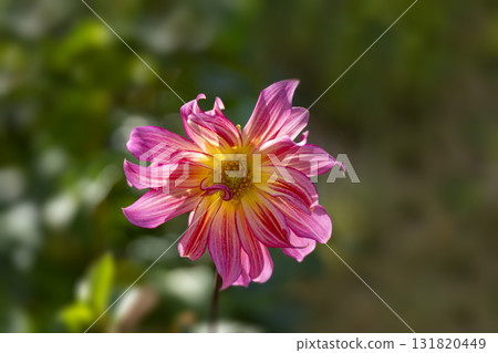 大麗花花特寫 大麗花花特寫 131820449