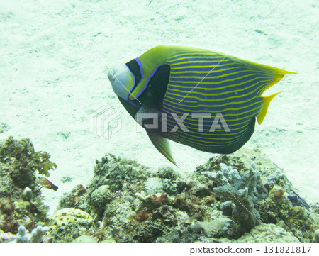 Tatejima Kinkaku Dai 131821817