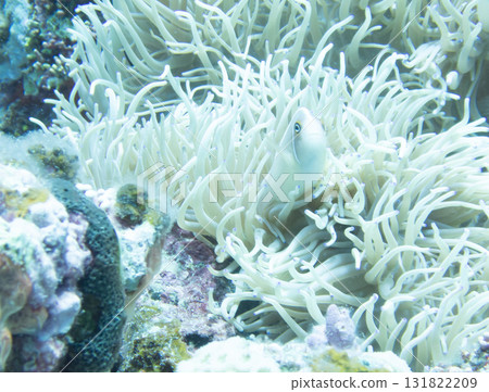 Hanabira Anemone fish Hanabira Anemone fish 131822209