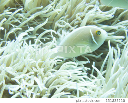 Hanabira Anemone fish Hanabira Anemone fish 131822210