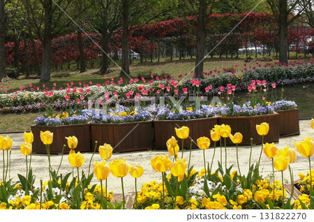 Tulip 131822270