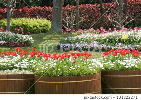 Tulip 131822271