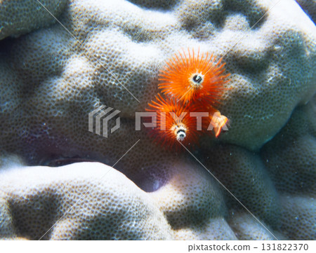 大旋鰓蟲 大旋鰓蟲 131822370