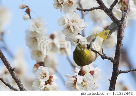 白眼吸梅花蜜 白眼吸梅花蜜 131822448