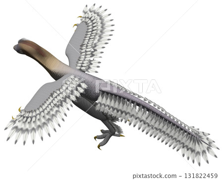 Anchiornis 131822459