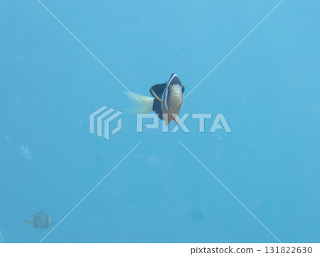 銀蓮花魚 銀蓮花魚 131822630