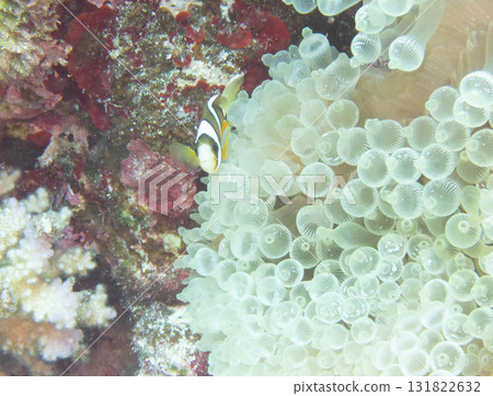 Anemone fish Anemone fish 131822632