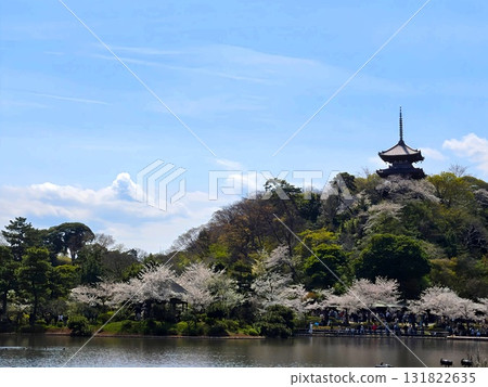 Spring in Japan: Cherry blossoms and historical buildings Spring in Japan: Cherry blossoms and historical buildings 131822635