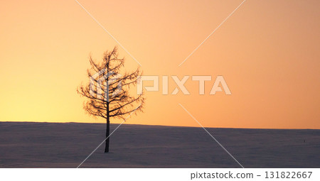 冬日黃昏時分，美瑛山上一棵樹的景象 131822667