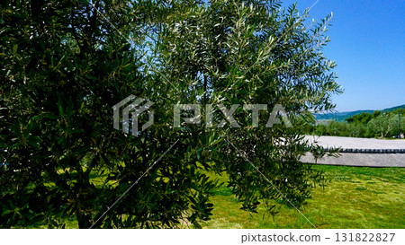 小豆島橄欖樹 小豆島橄欖樹 131822827