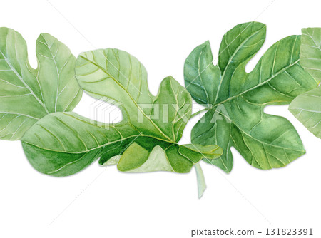 Fig leaf, detailed green texture watercolor seamless border isolated on white. Hand-painted botanical clipart for organic design, food packaging, eco branding, seasonal decor, healthy lifestyle Fig leaf, detailed green texture watercolor seamless border isolated on white. Hand-painted botanical clipart for organic design, food packaging, eco branding, seasonal decor, healthy lifestyle 131823391