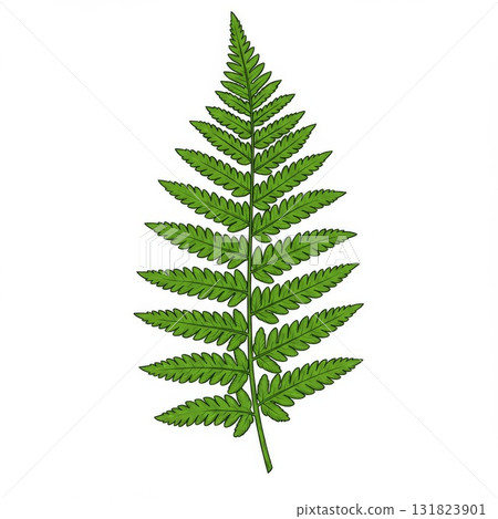 Detailed Green Fern Leaf Illustration on White Background 131823901