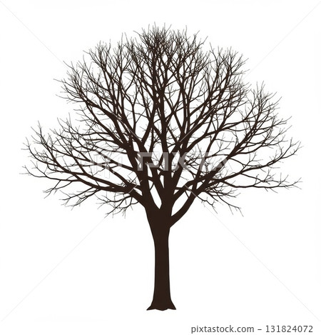 Bare Winter Tree Silhouette on White Background 131824072