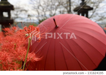簇生朱頂紅和紅傘 131824195