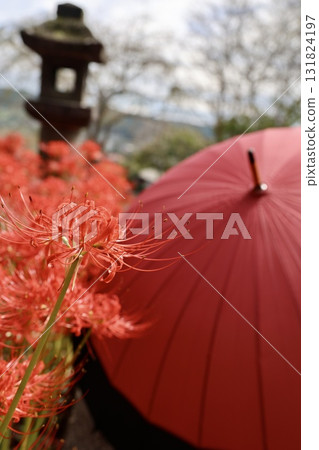 紅傘和簇生孤挺花 紅傘和簇生孤挺花 131824197