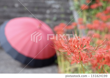 Red umbrella and cluster amaryllis 131824199