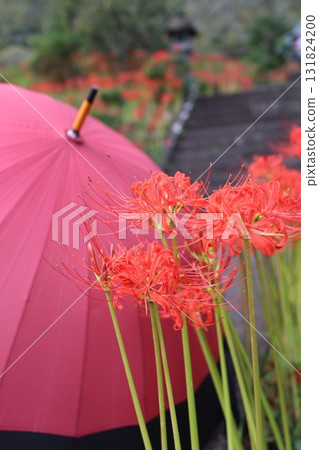 Red umbrella and cluster amaryllis 131824200