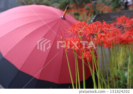 Red umbrella and red spider lilies 131824202