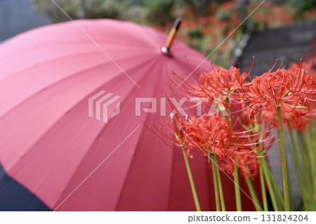 紅傘和簇生孤挺花 131824204