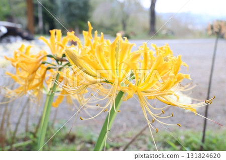 黃色色的花 131824620