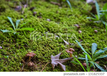 mushroom autumn mushroom autumn 131825337