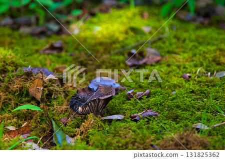 mushroom autumn mushroom autumn 131825362