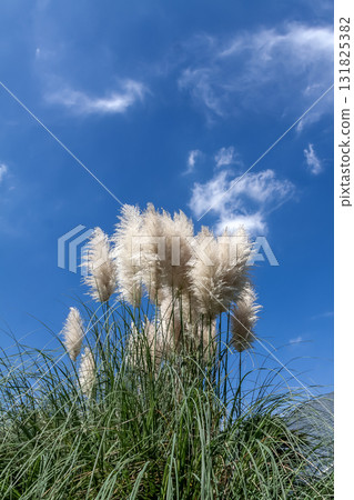 Pampas grass that shines in the refreshing blue sky [Pampas grass] 131825382