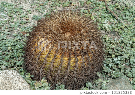 White-spined golden orca, a species of cactus with white spines White-spined golden orca, a species of cactus with white spines 131825388