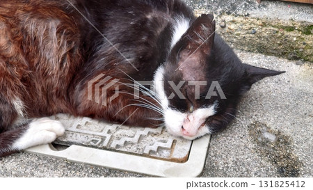 Stray cats sleeping deeply Stray cats sleeping deeply 131825412