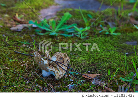 mushroom autumn mushroom autumn 131825422