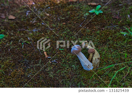 mushroom autumn mushroom autumn 131825439