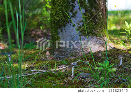mushroom autumn mushroom autumn 131825445