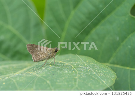 Chabane Seseli Chabane Seseli 131825455