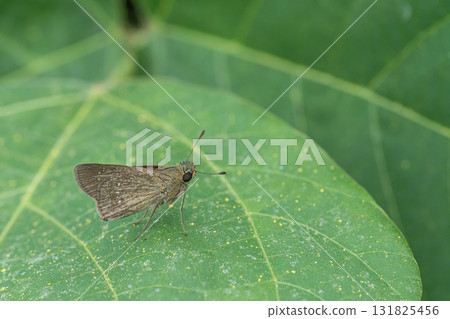 Chabane Seseli Chabane Seseli 131825456