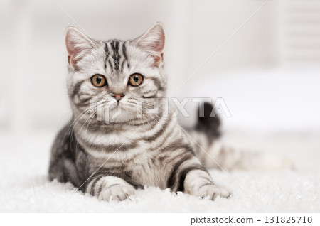 Cat on the carpet 131825710