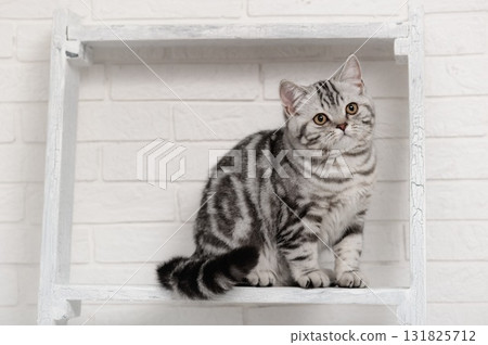 Cat on the shelves 131825712