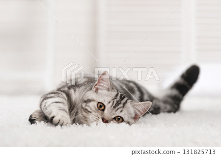 Cat on the carpet Cat on the carpet 131825713