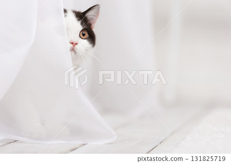 Cat behind the curtain 131825719