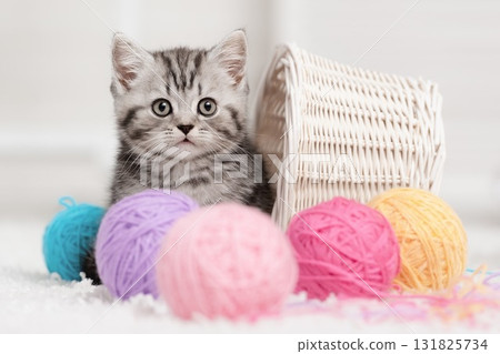 Kitten in a basket with balls of yarn Kitten in a basket with balls of yarn 131825734