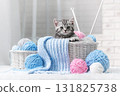 Kitten in a basket with balls of yarn 131825738