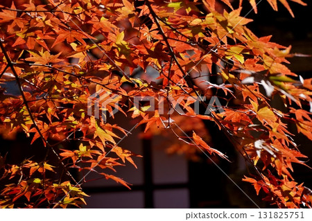 Autumn leaves on the approach to Tennoin Temple at Sasaguri Donzan Kannonji Temple 131825751