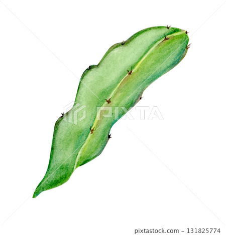 Dragon fruit cactus leaf watercolor illustration isolated on white background. Hand-painted tropical plant, perfect for botanical compositions, exotic fruit designs, eco packaging, natural branding 131825774