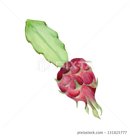 Dragon fruit with cactus leaf hand-painted watercolor illustration isolated on white. Tropical exotic fruit artwork, perfect for botanical prints, packaging design, healthy food concepts, summer decor Dragon fruit with cactus leaf hand-painted watercolor illustration isolated on white. Tropical exotic fruit artwork, perfect for botanical prints, packaging design, healthy food concepts, summer decor 131825777