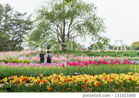 tulip season 131825888