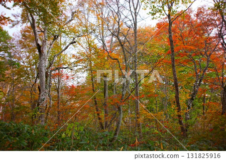 A forest of trees dyed in autumn leaves 131825916